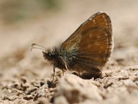 Erynnis tages 16, Bruin dikkopje, Vlinderstichting-Albert Vliegenthart