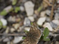 Erynnis tages 17, Bruin dikkopje, Vlinderstichting-Henk Bosma