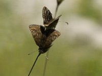 Erynnis tages 2, Bruin dikkopje, Saxifraga-Jan van der Straaten