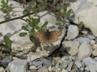 Erynnis tages 20, Bruin dikkopje, Vlinderstichting-Henk Bosma