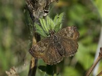 Erynnis tages 21, Bruin dikkopje, Vlinderstichting-Kars Veling