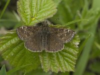 Erynnis tages 22, Bruin dikkopje, Saxifraga-Jan van der Straaten