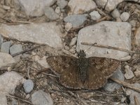 Erynnis tages 23, Bruin dikkopje, Saxifraga-Jan van der Straaten