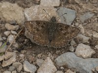 Erynnis tages 24, Bruin dikkopje, Saxifraga-Jan van der Straaten