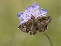 Erynnis tages 25, Bruin dikkopje, Saxifraga-Willem van Kruijsbergen