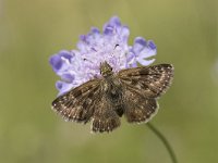 Erynnis tages 26, Bruin dikkopje, Saxifraga-Willem van Kruijsbergen