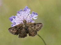 Erynnis tages 27, Bruin dikkopje, Saxifraga-Willem van Kruijsbergen