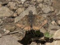 Erynnis tages 29, Bruin dikkopje, Saxifraga-Willem van Kruijsbergen