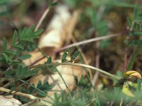 Erynnis tages 3, Bruin dikkopje, Vlinder-Kars Veling