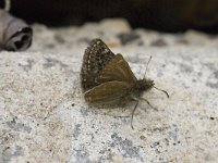 Erynnis tages 4, Bruin dikkopje, female, Saxifraga-Jan van der Straaten