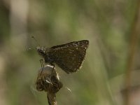 Erynnis tages 5, Bruin dikkopje, female, Saxifraga-Jan van der Straaten