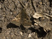 Erynnis tages 6, Bruin dikkopje, female, Saxifraga-Jan van der Straaten