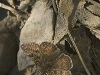 Erynnis tages 7, Bruin dikkopje, female, Saxifraga-Marijke Verhagen