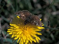 Erynnis tages 8, Bruin dikkopje, female, Vlinderstichting-Henkjan Kieviet