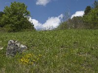 Erynnis tages 9, Bruin dikkopje, habitat, F, Isere, Miribel-Lanchatre, Condamine, Saxifraga-Jan van der Straaten