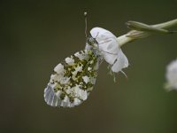 Euchloe ausonia 6, Oostelijk marmerwitje, Saxifraga-Dirk Hilbers