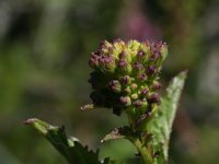 Euchloe crameri 5, Westelijk marmerwitje, egg, Saxifraga-Kars Veling