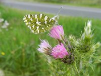 Euchloe crameri 8, Westelijk marmerwitje, Saxifraga-Rutger Barendse