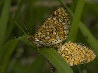 Euphydryas aurinia 14, Moerasparelmoervlinder, Saxifraga-Jan van der Straaten