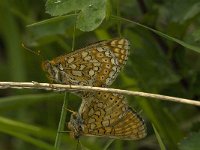 Euphydryas aurinia 15, Moerasparelmoervlinder, Saxifraga-Jan van der Straaten