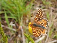 Euphydryas aurinia 25, Moerasparelmoervlinder, Saxifraga-Kars Veling