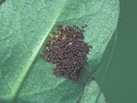 Euphydryas aurinia 3, Moerasparelmoervlinder, Saxifraga-Frits Bink