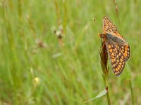 Euphydryas aurinia 32, Moerasparelmoervlinder, Saxifraga-Kars Veling