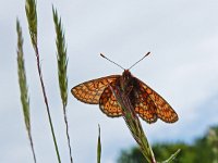 Euphydryas aurinia 38, Moerasparelmoervlinder, Saxifraga-Kars Veling