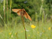 Euphydryas aurinia 39, Moerasparelmoervlinder, Saxifraga-Kars Veling