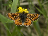 Euphydryas aurinia 4, Moerasparelmoervlinder, female, Saxifraga-Marijke Verhagen