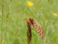 Euphydryas aurinia 43, Moerasparelmoervlinder, Saxifraga-Kars Veling