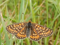 Euphydryas aurinia 44, Moerasparelmoervlinder, Saxifraga-Kars Veling