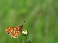 Euphydryas aurinia 68, Moerasparelmoervlinder, Saxifraga-Kars Veling