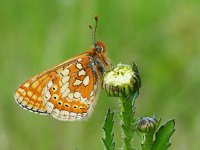 Euphydryas aurinia 69, Moerasparelmoervlinder, Saxifraga-Kars Veling