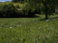 Euphedryas aurinia 1, Moerasparelmoervlinder, habitat, F, Isere, Miribel-Lanchatre, Saxifraga-Jan van der Straaten