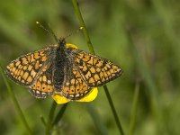 Euphydryas aurinia 10, Moerasparelmoervlinder, male, Saxifraga-Jan van der Straaten