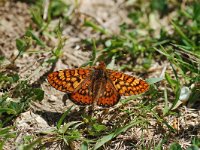 Euphydryas aurinia 11, Moerasparelmoervlinder, Vlinderstichting-Albert Vliegenthart