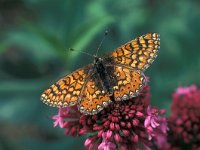 Euphydryas aurinia 12, Moerasparelmoervlinder, Vlinderstichting-Kars Veling