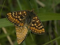 Euphydryas aurinia 13, Moerasparelmoervlinder, Saxifraga-Jan van der Straaten