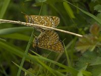 Euphydryas aurinia 16, Moerasparelmoervlinder, Saxifraga-Jan van der Straaten