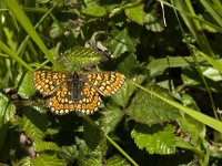 Euphydryas aurinia 17, Moerasparelmoervlinder, Saxifraga-Jan van der Straaten