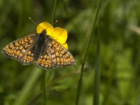 Euphydryas aurinia 18, Moerasparelmoervlinder, Saxifraga-Jan van der Straaten