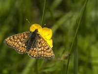 Euphydryas aurinia 19, Moerasparelmoervlinder, Saxifraga-Jan van der Straaten