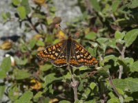 Euphydryas aurinia 20, Moerasparelmoervlinder, Saxifraga-Willem van Kruijsbergen