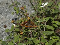 Euphydryas aurinia 21, Moerasparelmoervlinder, Saxifraga-Willem van Kruijsbergen