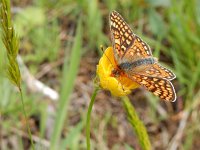 Euphydryas aurinia 23, Moerasparelmoervlinder, Saxifraga-Kars Veling