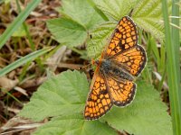 Euphydryas aurinia 28, Moerasparelmoervlinder, Saxifraga-Kars Veling