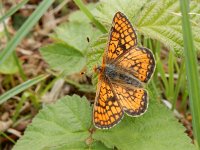 Euphydryas aurinia 29, Moerasparelmoervlinder, Saxifraga-Kars Veling