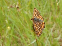 Euphydryas aurinia 31, Moerasparelmoervlinder, Saxifraga-Kars Veling