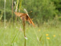 Euphydryas aurinia 34, Moerasparelmoervlinder, Saxifraga-Kars Veling